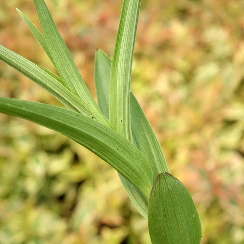 Epipactis veratrifolia - Epipactis con hojas de heléboro (Follaje)