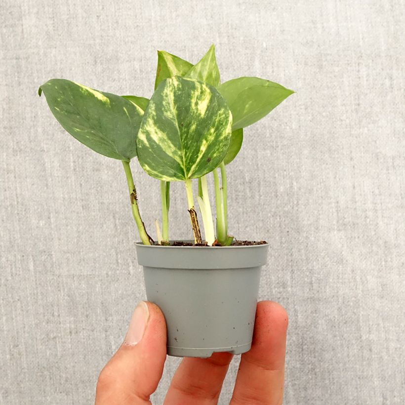 Poto - Epipremnum aureum Mini-plante Ejemplar entregado en la primavera
