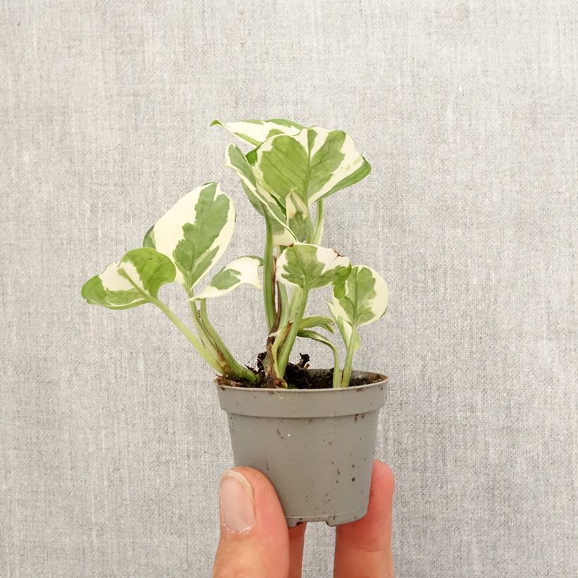 Poto - Epipremnum N'joy Mini-plante Ejemplar entregado en la primavera