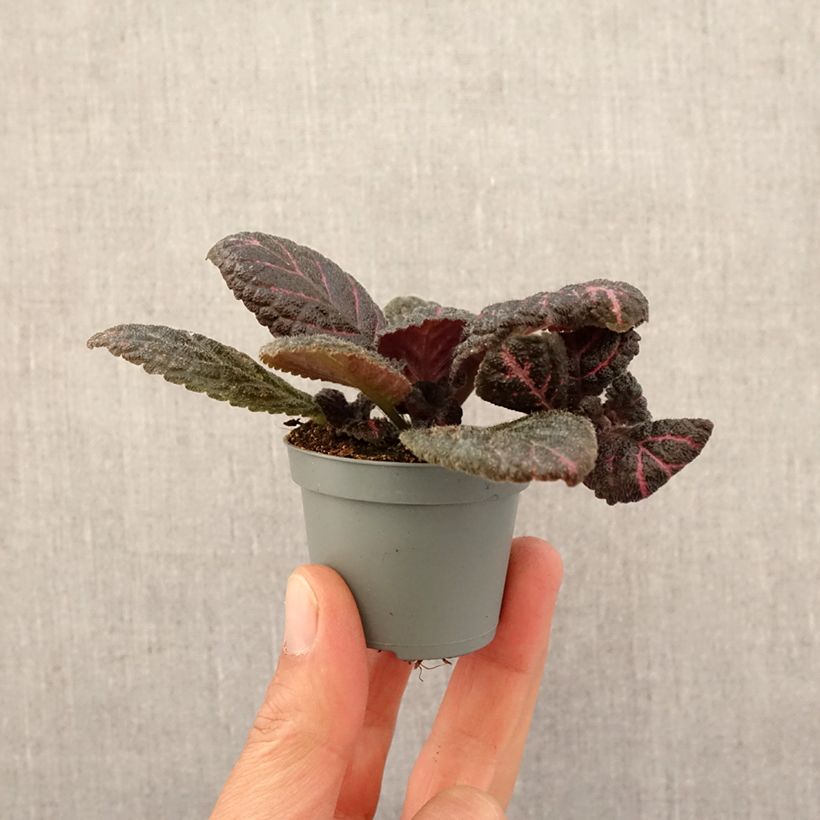 Episcia Pink Acajou - Motte 5 cm x 7 cm Ejemplar entregado en la primavera