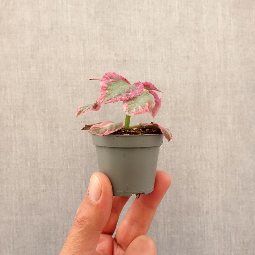 Episcia Pink Brocade Mini-plante Ejemplar entregado en la primavera