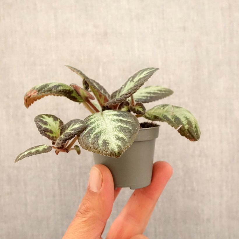 Episcia Silver Shield - Motte 5 cm x 7 cm Ejemplar entregado en la primavera