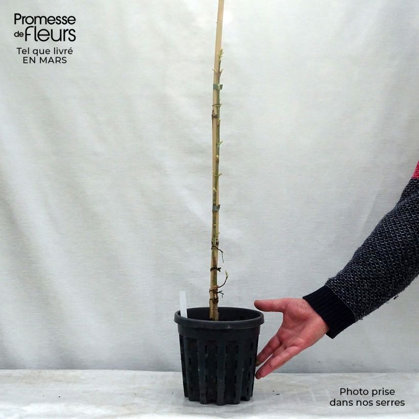 Acer negundo Flamingo - Érable à feuille de frêne Pot de 3L/4LHauteur livrée env. 40cm Ejemplar entregado en la primavera