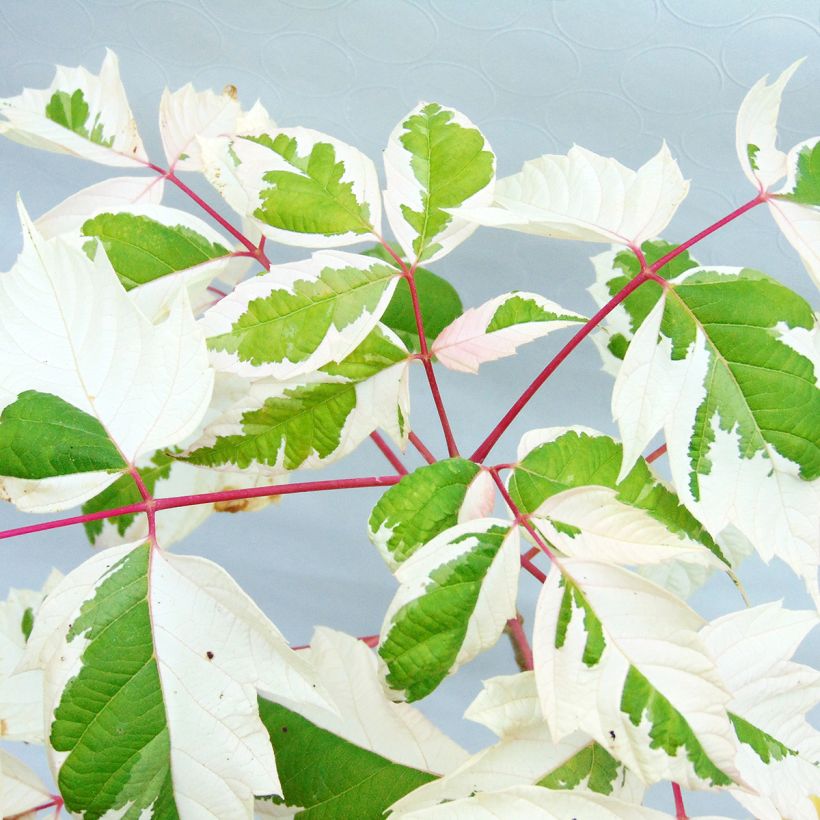 Acer negundo Flamingo (Follaje)