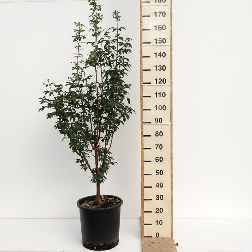 Ejemplar de Acer griseum - Arce chino gris​ Maceta 20L/25L entregado en verano