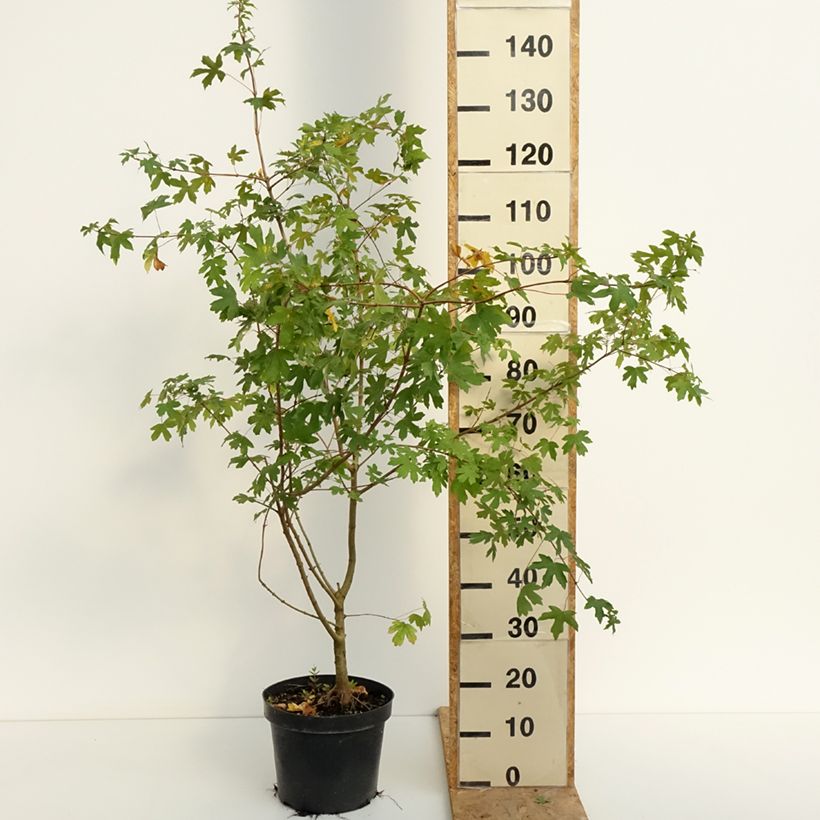 Ejemplar de Arce común - Acer campestre Maceta 4L/5L entregado en verano