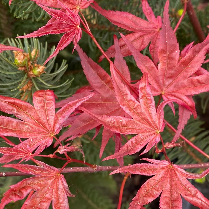 Acer palmatum Deshojo - Arce japonés (Follaje)