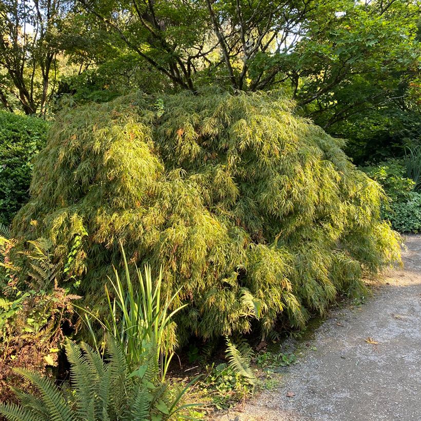 Arce japonés Dissectum Viridis  - Acer palmatum (Porte)