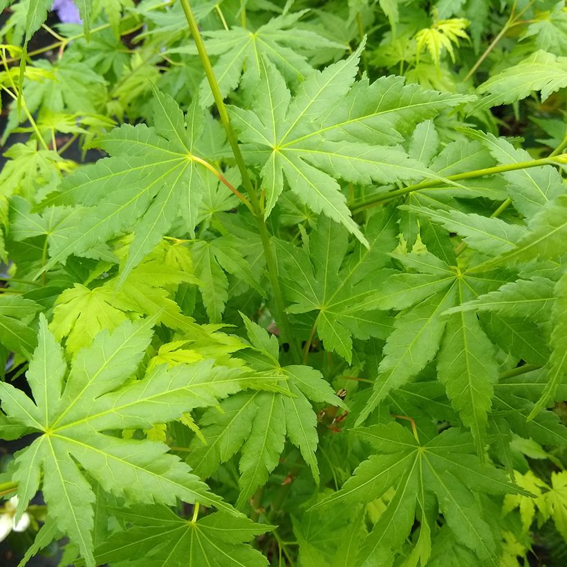 Arce japonés Going Green - Acer palmatum (Follaje)
