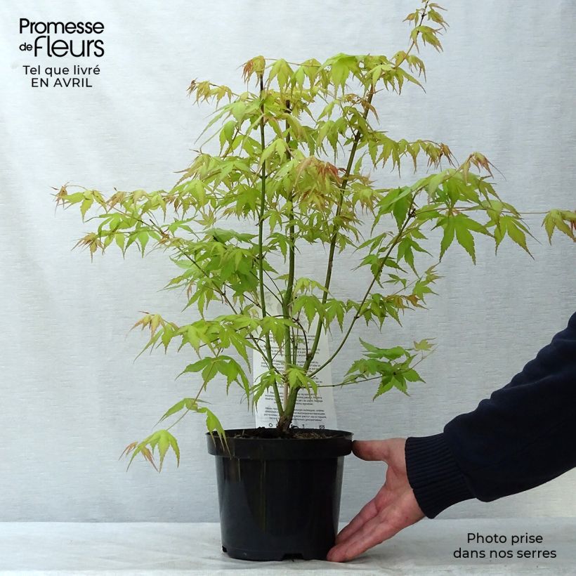 Arce japonés Katsura- Acer palmatum Maceta 2L/3LAltura de entrega aprox. 20/30cm Ejemplar entregado en la primavera