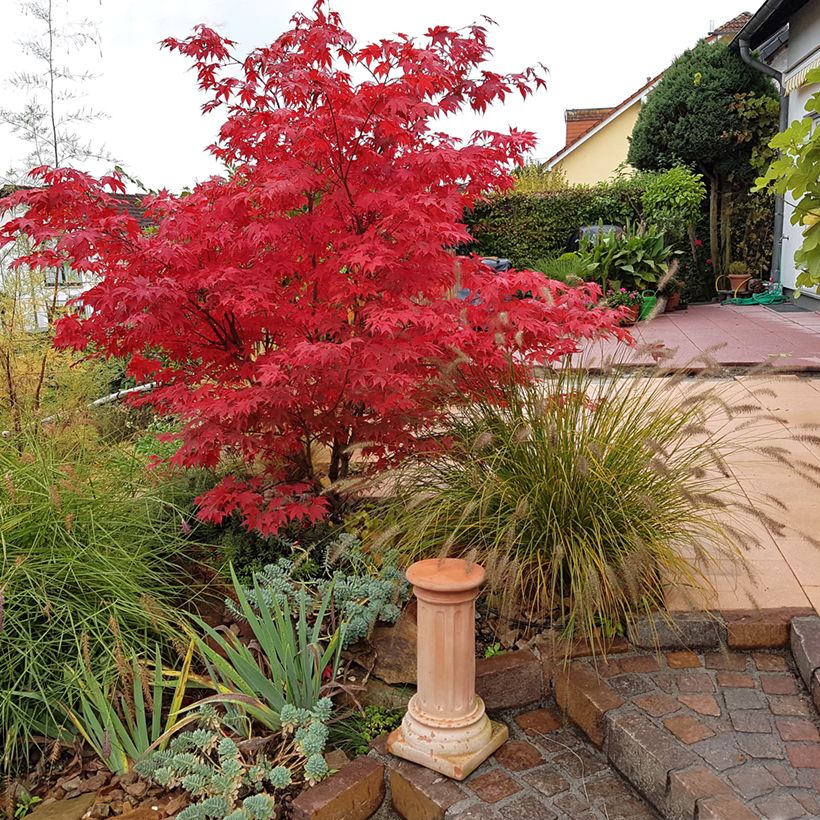 Arce japonés Osakazuki - Acer palmatum (Porte)