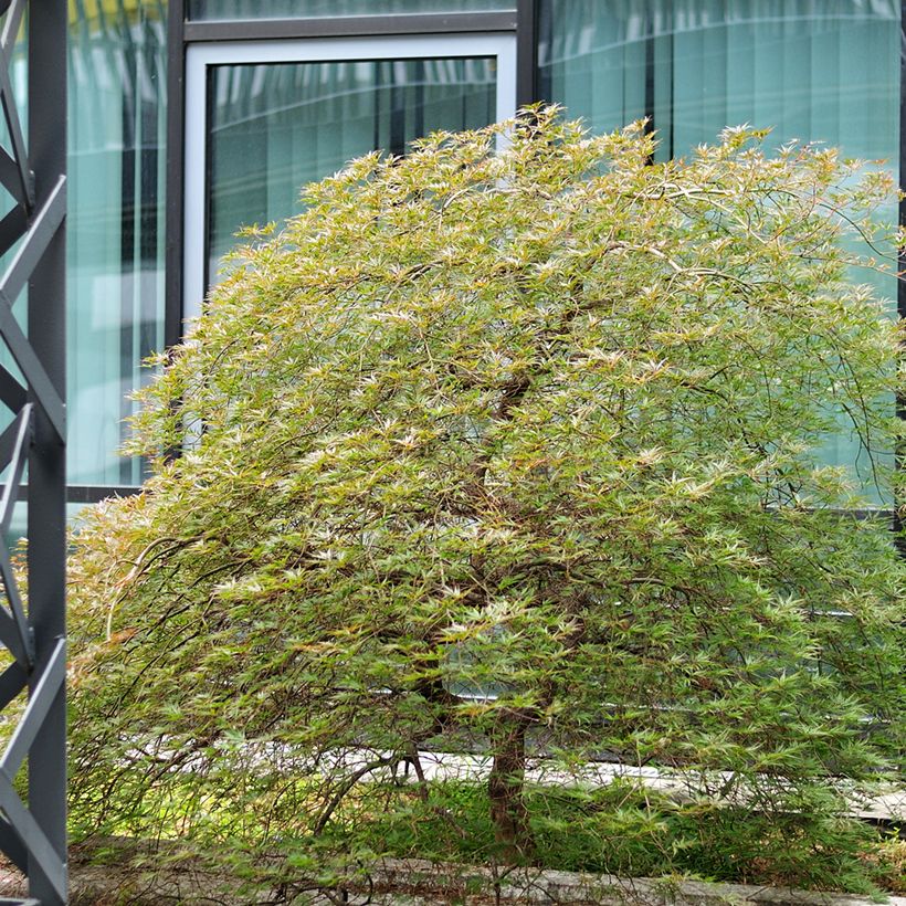 Arce japonés palmeado Seiryu - Acer palmatum (Porte)