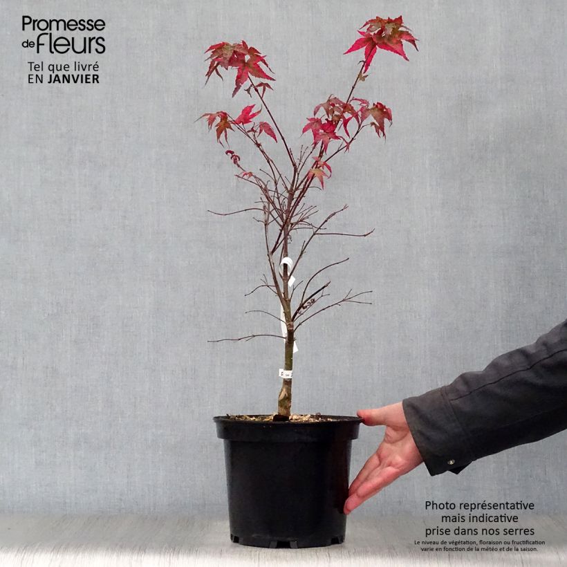 Arce japonés Shindeshojo - Acer palmatum Maceta 7,5L/10L Ejemplar entregado en invierno