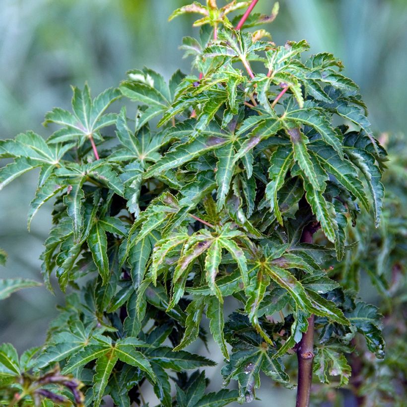 Acer palmatum Shishigashira - Arce japonés (Follaje)