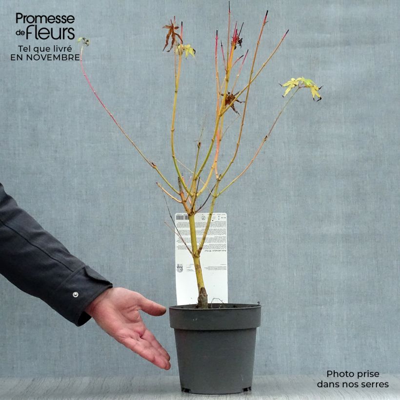 Ejemplar de Arce japonés Bi Hoo - Acer palmatum Maceta 2L/3L entregado en otoño