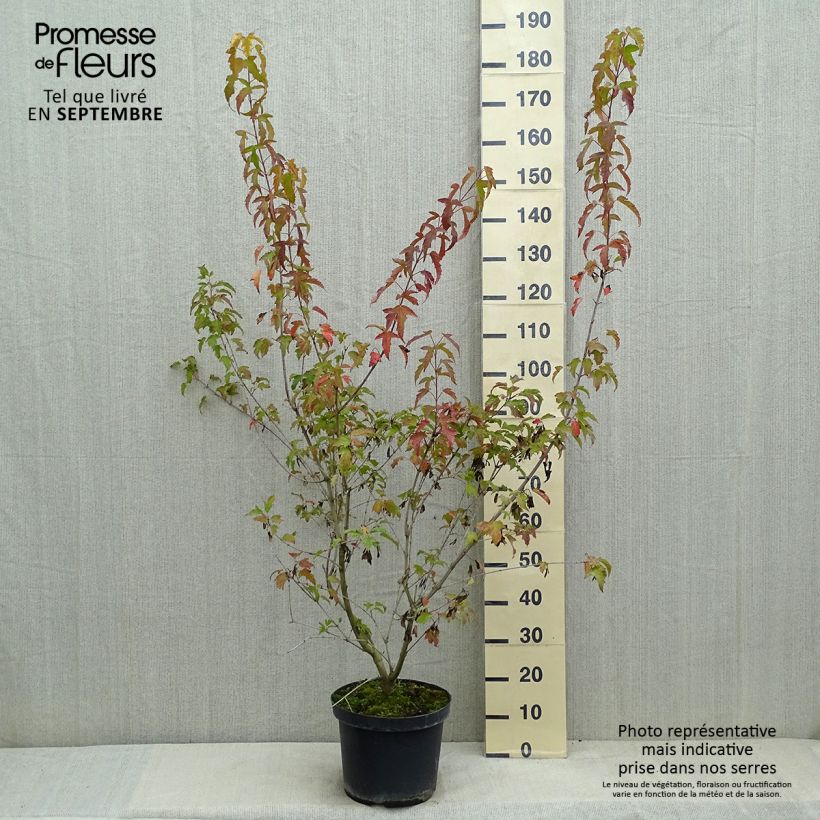 Ejemplar de Acer tataricum subsp. ginnala Moonrise - Arce de tartaria Maceta 7,5L/10LAltura de entrega aprox. 50/60cm entregado en verano