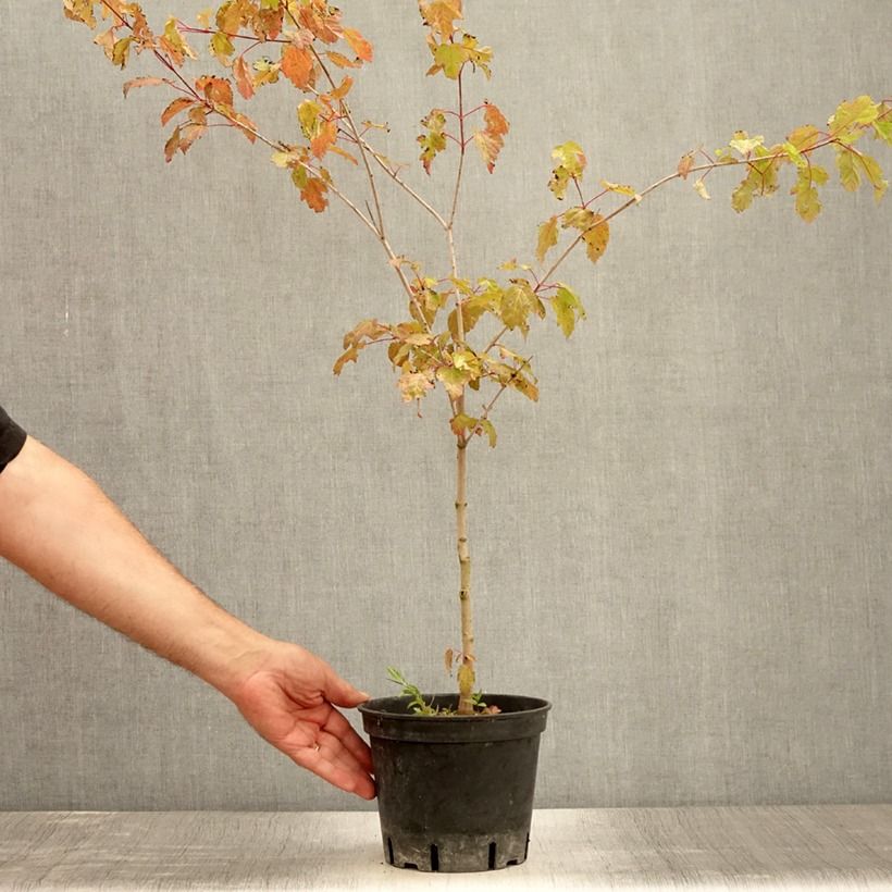 Ejemplar de Acer tataricum subsp. ginnala - Arce de tartaria Maceta 2L/3LAltura de entrega aprox. 60/80cm entregado en verano