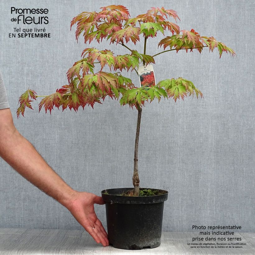 Ejemplar de Arce japonés Aconitifolium Maceta 4L/5L entregado en otoño