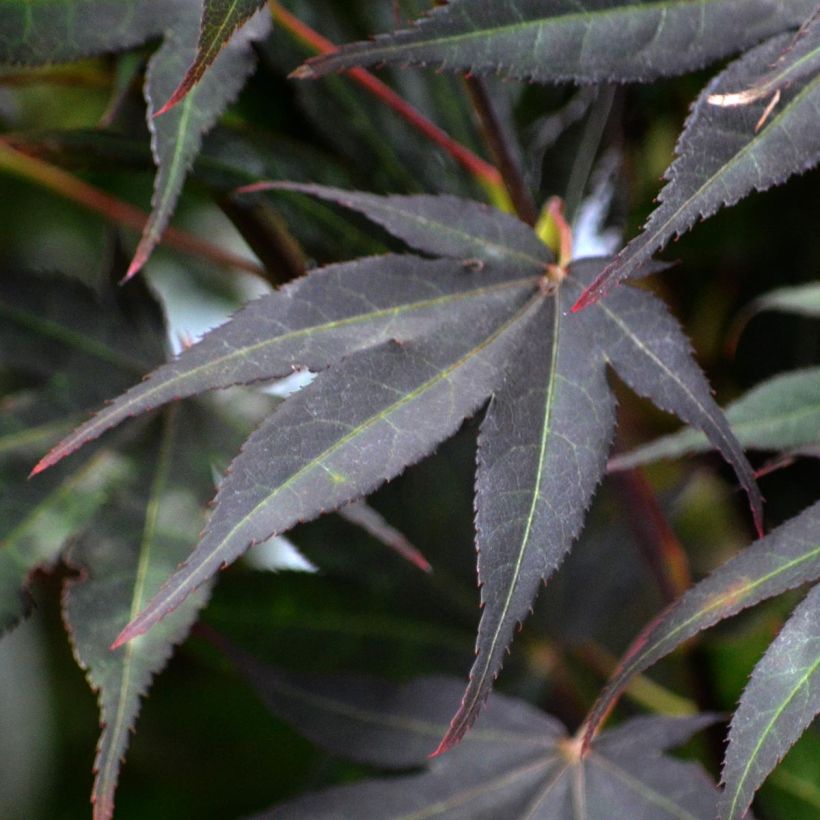 Arce japonés rojo - Acer palmatum Atropurpureum (Follaje)