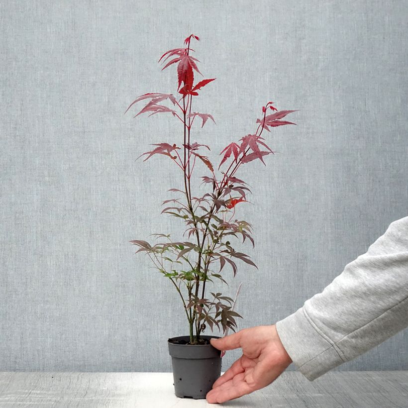 Ejemplar de Arce japonés rojo - Acer palmatum Atropurpureum Maceta de 10 cm/11 cmAltura de entrega aprox. 20/25cm entregado en verano