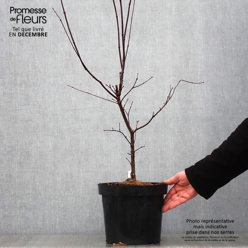 Ejemplar de Arce japonés rojo - Acer palmatum Atropurpureum Maceta 4L/5L entregado en otoño