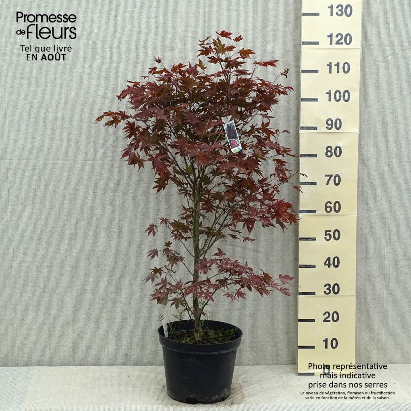 Ejemplar de Arce japonés rojo - Acer palmatum Atropurpureum Maceta 4L/5LAltura de entrega aprox. 60/+cm entregado en verano