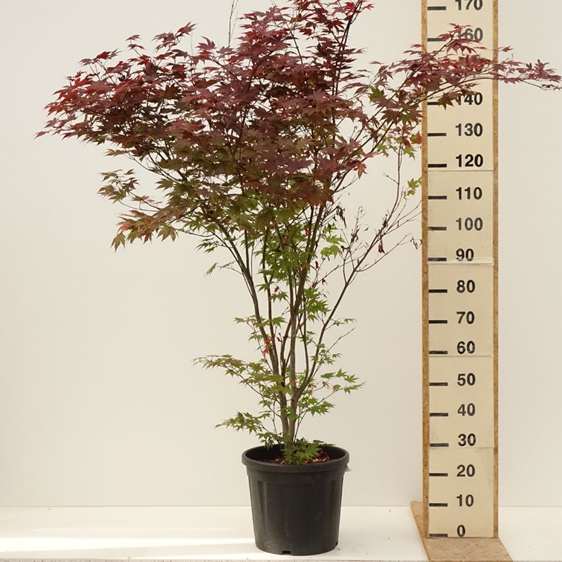 Arce japonés rojo - Acer palmatum Atropurpureum Maceta 20L/25LAltura de entrega aprox. 125/150cm Ejemplar entregado en la primavera