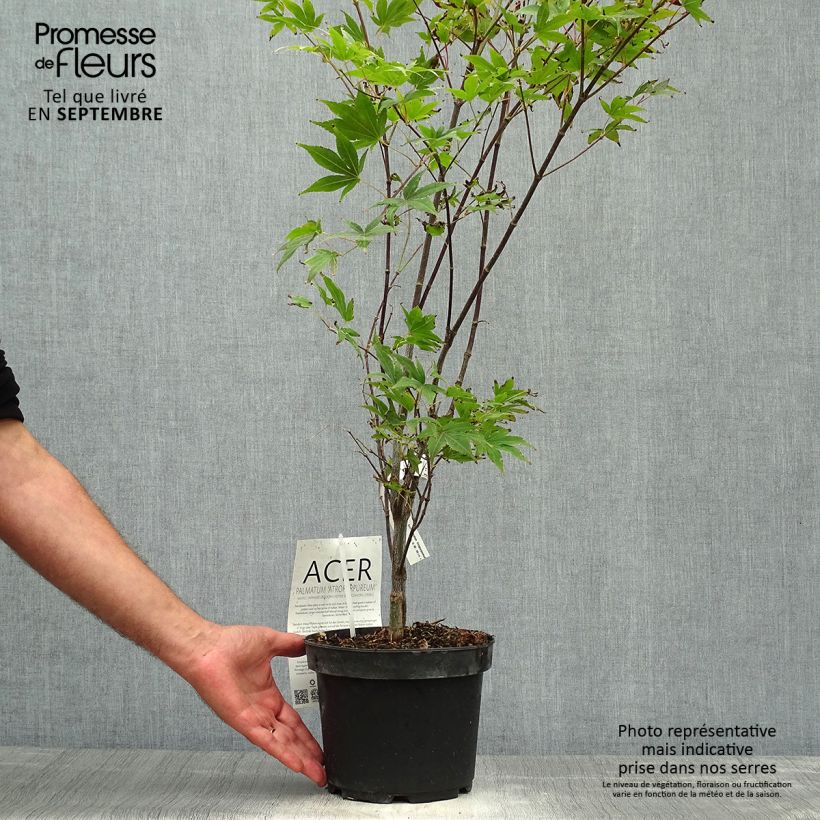 Ejemplar de Arce japonés rojo - Acer palmatum Atropurpureum Maceta 2L/3L entregado en otoño