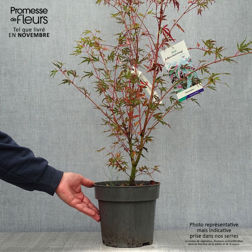 Ejemplar de Acer palmatum Beni Shichihenge - Arce japonés Maceta 3L/4L entregado en otoño