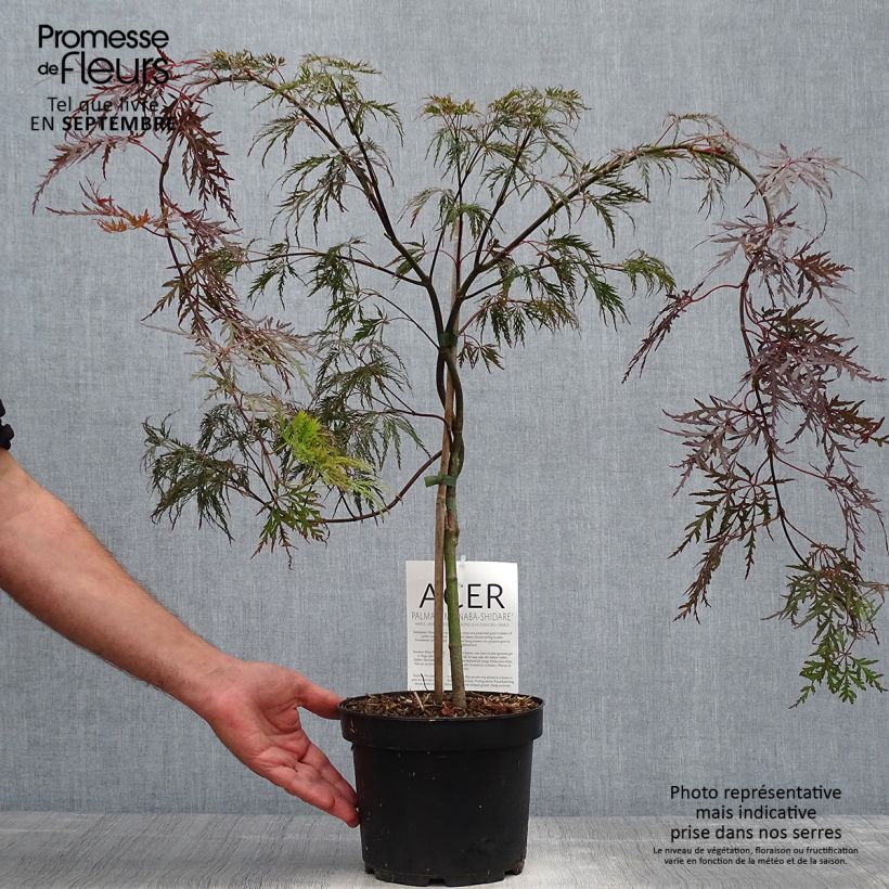 Ejemplar de Arce japonés Bloodgood- Acer palmatum Maceta 3L/4L entregado en otoño