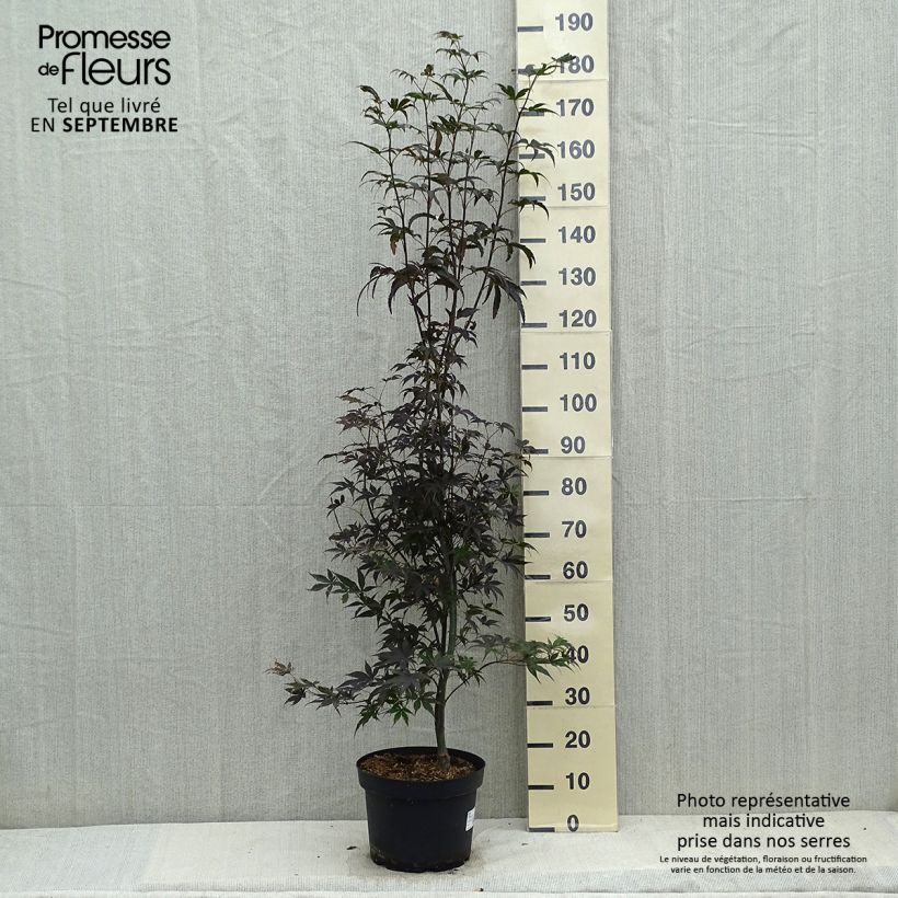 Ejemplar de Arce japonés Bloodgood- Acer palmatum Maceta 7,5L/10L entregado en otoño