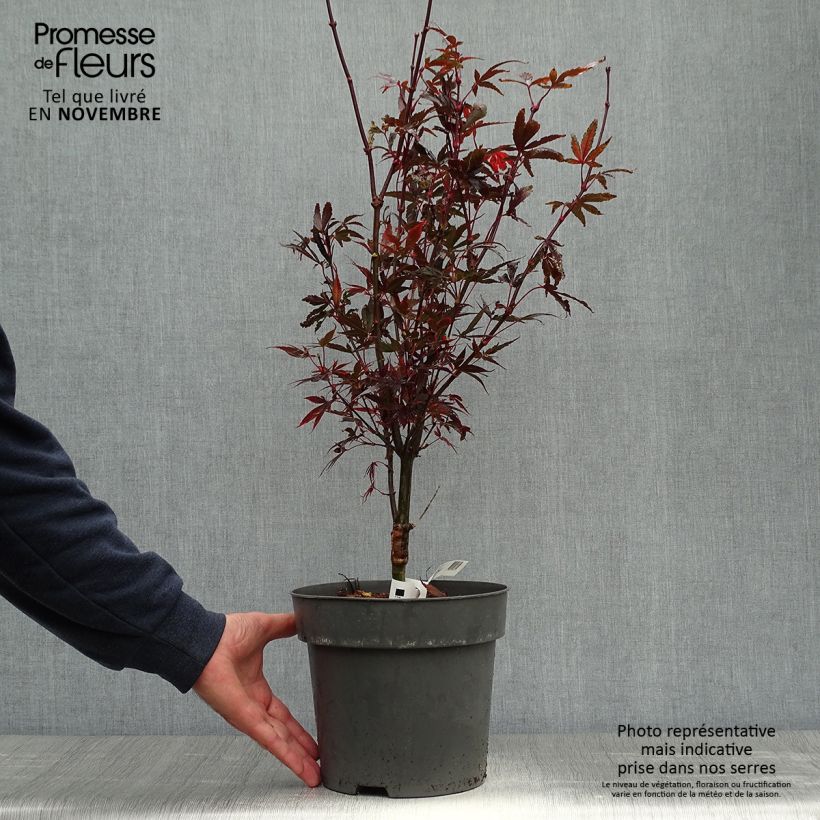 Ejemplar de Arce japonés Brandt’s Dwarf Maceta 4L/5L entregado en otoño