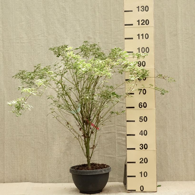Ejemplar de Arce japonés Butterfly- Acer palmatum Maceta 7,5L/10LAltura de entrega aprox. 80+cm entregado en verano