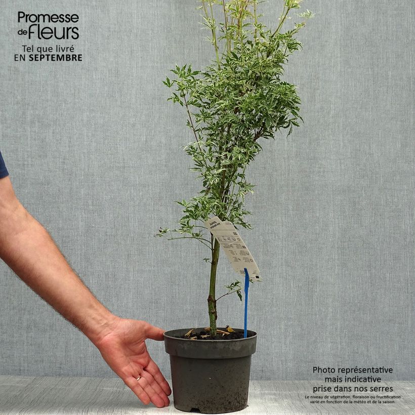 Ejemplar de Arce japonés Butterfly- Acer palmatum Maceta 2L/3L entregado en otoño