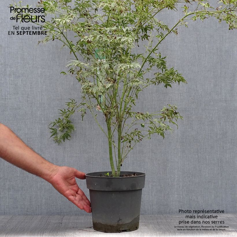 Ejemplar de Arce japonés Butterfly- Acer palmatum Maceta 4L/5L entregado en otoño