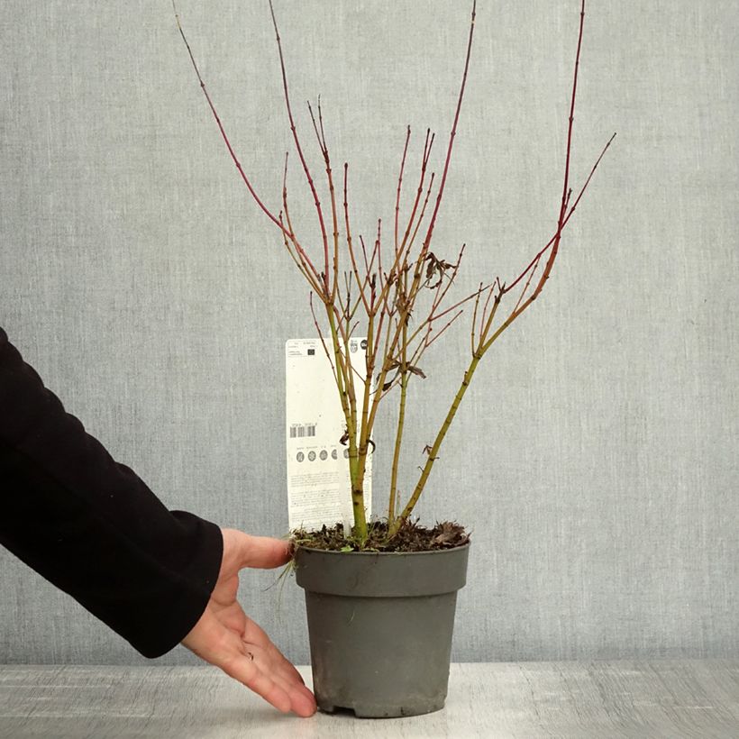 Ejemplar de Arce japonés Butterfly- Acer palmatum Maceta 1L/1,5L entregado en otoño