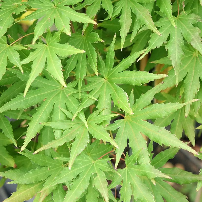 Acer palmatum Cascade Citrine - Arce japonés (Follaje)