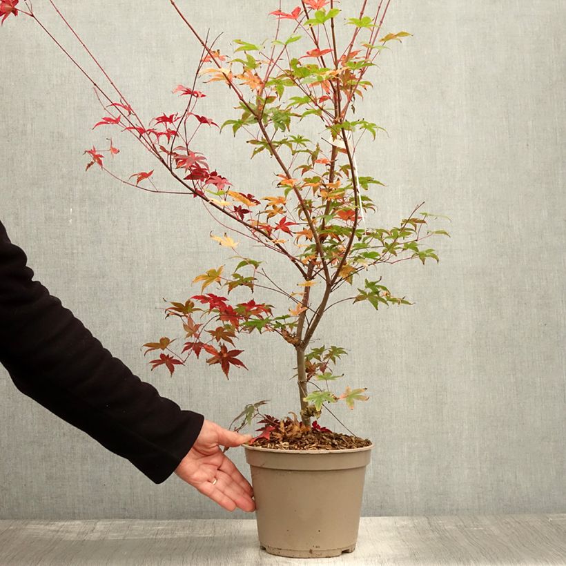 Ejemplar de Acer palmatum Deshojo - Arce japonés Maceta 4L/5L entregado en otoño