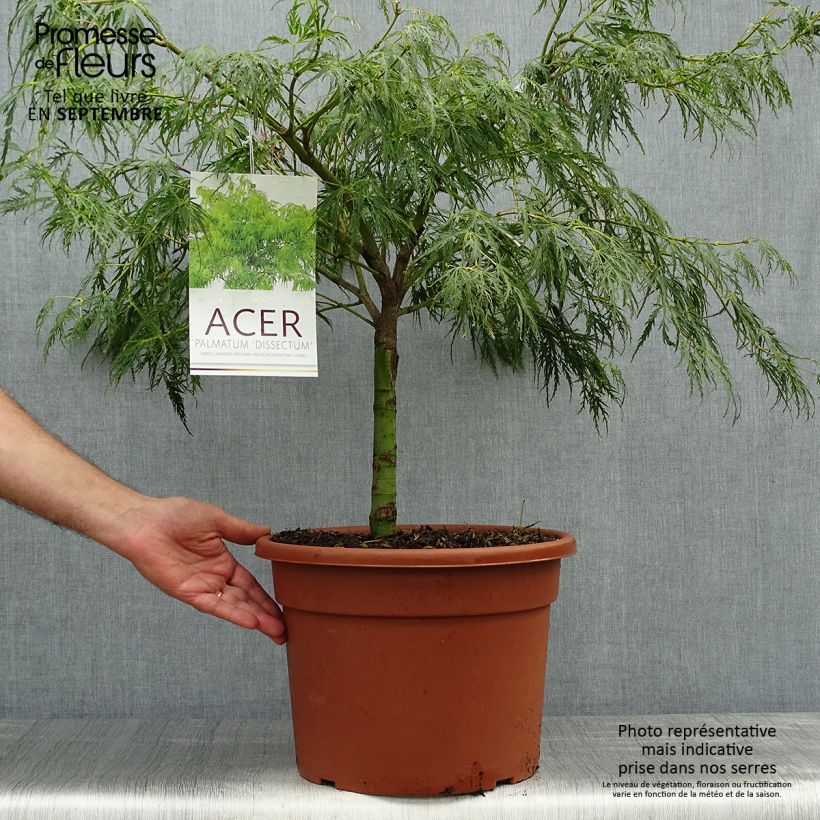 Ejemplar de Arce japonés Dissectum - Acer palmatum Maceta 7,5L/10L entregado en otoño