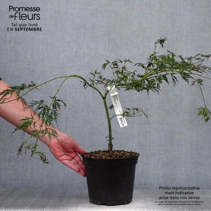 Ejemplar de Arce japonés Dissectum - Acer palmatum Maceta 3L/4L entregado en otoño