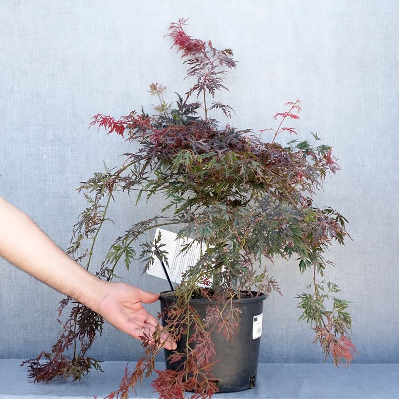 Ejemplar de Arce japonés Dissectum Orangeola Maceta 7,5L/10L entregado en verano