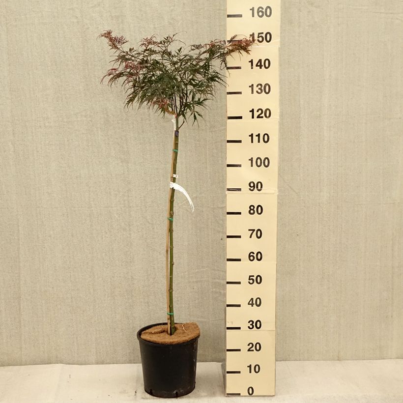 Ejemplar de Arce japonés Dissectum Tamukeyama Maceta 7,5L/10L entregado en otoño