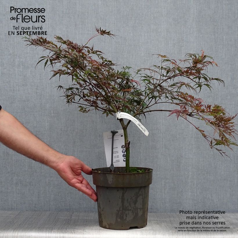 Ejemplar de Arce japonés Dissectum Tamukeyama Maceta 4L/5L entregado en otoño