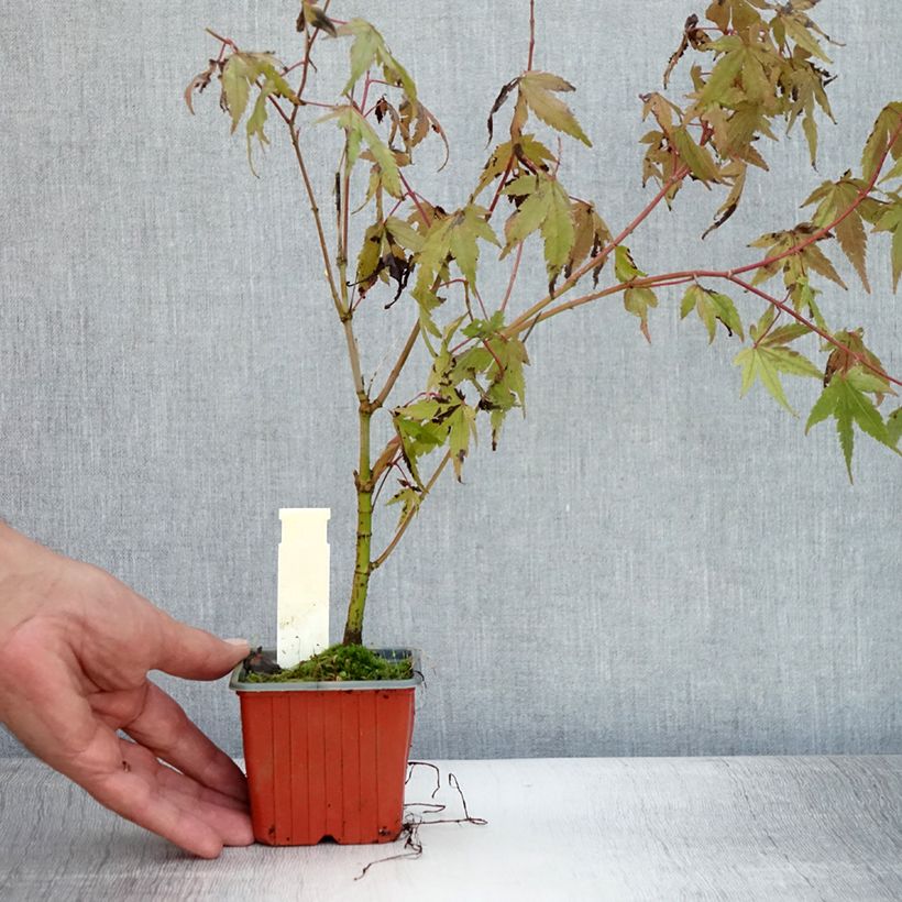 Ejemplar de Arce japonés - Acer palmatum Maceta de 8/9 cmAltura de entrega aprox. 10/15cm entregado en verano