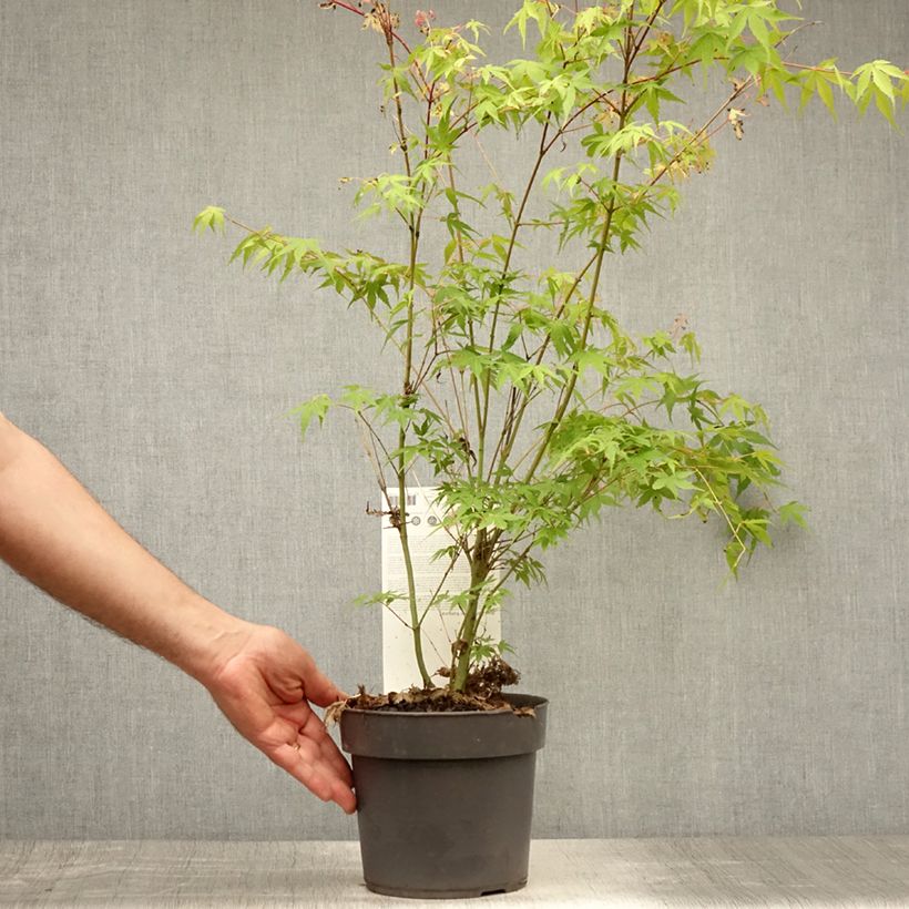 Ejemplar de Arce japonés Katsura- Acer palmatum Maceta 2L/3L entregado en verano