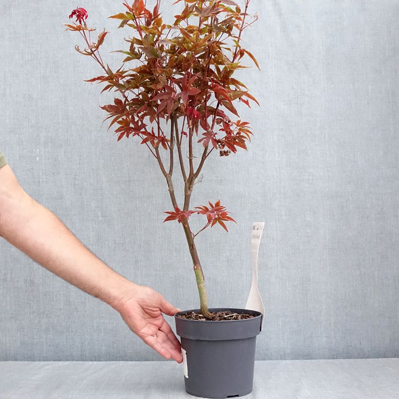 Ejemplar de Acer palmatum Little Red - Arce japonés Maceta 3L/4L entregado en verano