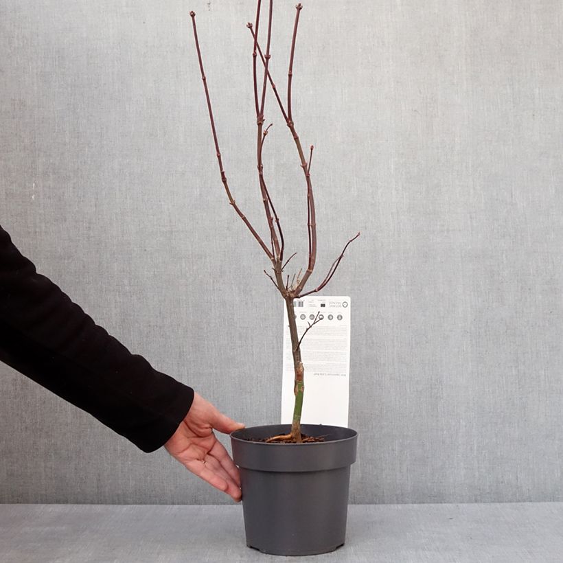 Acer palmatum Little Red - Arce japonés Maceta 3L/4L Ejemplar entregado en invierno