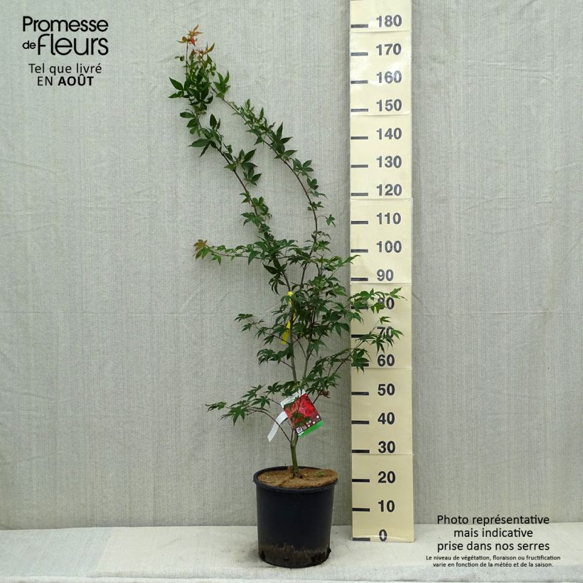 Ejemplar de Arce japonés Osakazuki - Acer palmatum Maceta 7,5L/10L entregado en verano