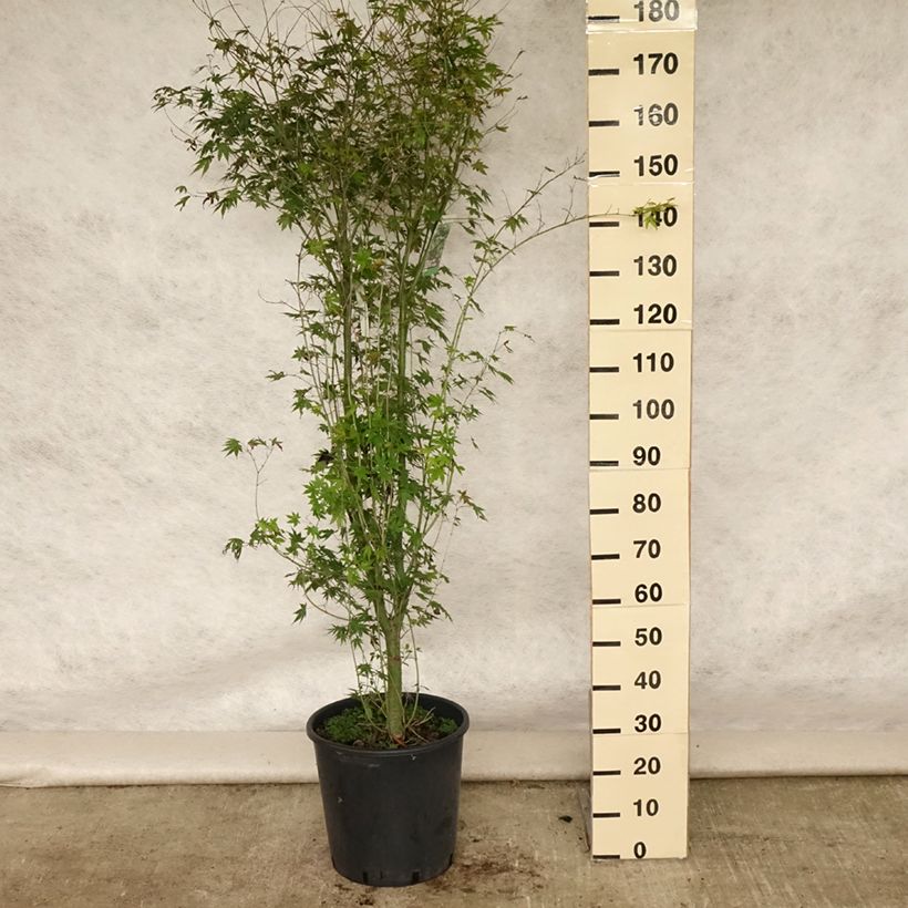 Ejemplar de Arce japonés - Acer palmatum Maceta 20L/25LAltura de entrega aprox. 125/150cm entregado en verano