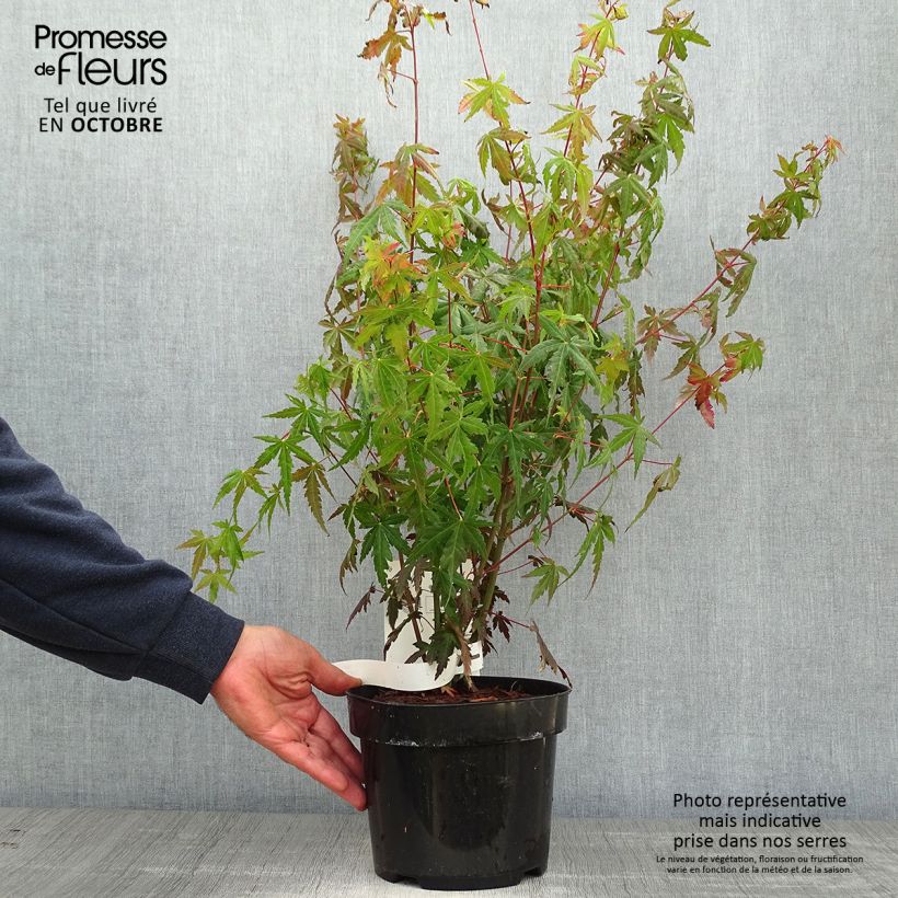 Ejemplar de Arce japonés - Acer palmatum Maceta 3L/4L entregado en otoño